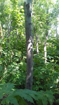 Земельный участок, площадь: 1 000 кв.м., адрес (местонахождение): Камчатский край, р-н Елизовский…