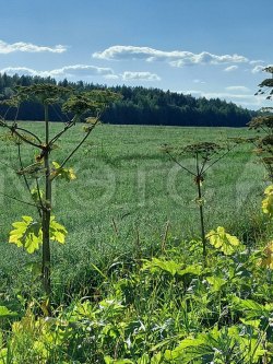 2/3 доли в долевой собственности на земельный участок, кадастровый ном. 11:04:0401001:6962