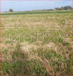 Земельный участок в Орловской обл., с. Молодовое, 3752 кв.м