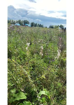 Земельный участок, площадь: 2 167 кв.м., адрес (местонахождение): Республика Башкортостан, р-н…