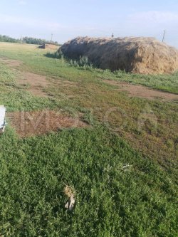 Земельный участок в Алтайском крае, 4600 кв.м. 