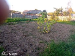 Земельный участок, площадь: 300 кв.м.,
адрес (местонахождение): обл.
Ярославская, р-н Ростовский…