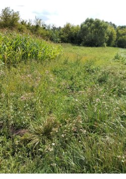 Земельный участок, площадь: 3 800 кв.м., адрес (местонахождение): обл. Липецкая, р-н Тербунский…