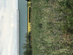 Здание коровника беспривязного содержания на 200 толов с пристроенным доильно-молочным блоком…