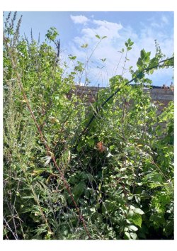 Земельный участок, площадь: 460 кв.м., адрес (местонахождение): обл. Оренбургская, г. Бузулук…