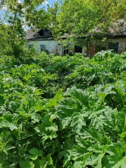 1/2 доля дома и земельный участок 4800 кв.м. в Тульской обл.