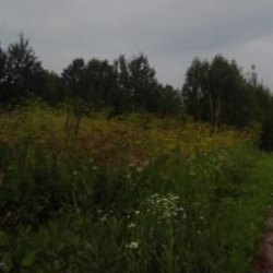 Земельный участок_Речкина_Миллер