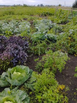 Земельный участок в Белгородской обл., 3670 +/- 21,2 кв.м.