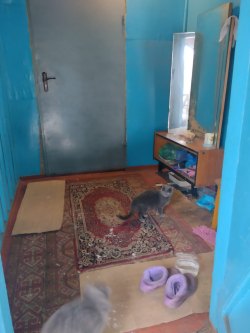 Недвижимое имущество (квартира, 1/2 доли в праве) Добронравова Л. А.  Лот №1