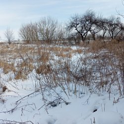 Жилой дом, площадь 52.3 кв.м., назначение: жилое , адрес (местонахождение): Россия, обл Курская…