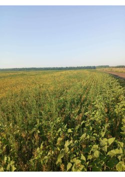 Земельный участок, площадь:
10 000кв.м., кадастровый номер:
36:20:6300004:435, Категория…