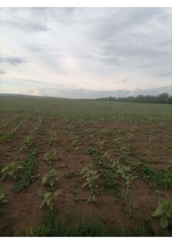 Земельный участок, площадь: 660 000
кв.м., адрес (местонахождение):
Оренбургская область…