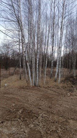 Земельный участок, площадь: 1 500
кв.м., адрес (местонахождение):
Российская Федерация…