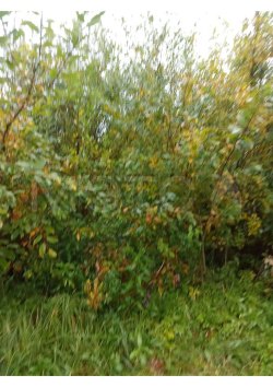 Земельный участок в Костромской обл., 548 +/- 8 кв.м. 