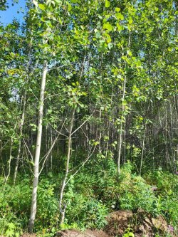 Земельный участок в Иркутской обл., 1000 кв.м. 