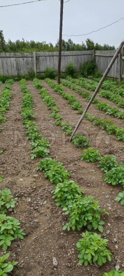 Земельный участок в Хабаровском крае, 244 кв.м. 