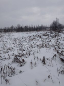 Земельный участок в Вологодской обл., 3900 кв.м. 