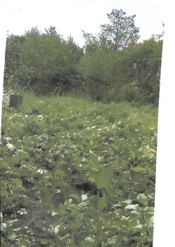 земельный участок