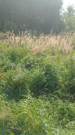 Здание 8 кв.м. и земельный участок 800 +/-12 кв.м. в Калужской обл. 