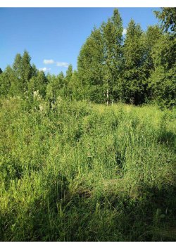 Право аренды земельного участка, категория земель: земли населенных пунктов, виды разрешенного…