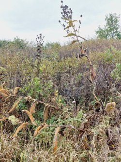 Земельный участок в Челябинской обл., 599 кв.м. 