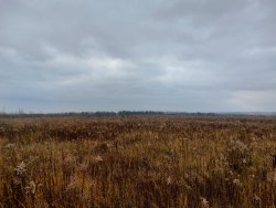  Земельный участок, кад. номер 57:10:0020101:2536; адрес: Орловская обл., р-н Орловский, с/п…