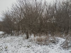 Земельный участок и жилой дом