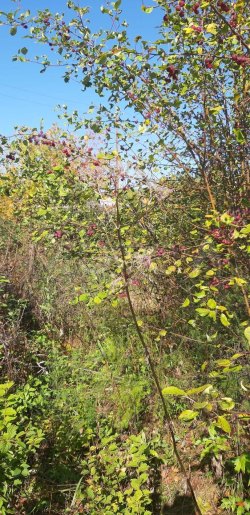 1/2 доля дома и 1/2 доля земельного участка в Хакасии 