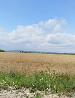 общая долевая собственность, доля в праве 1/897 на земельный участок, категория земель: земли…