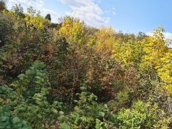 Медведев Павел Сергеевич
Земельный участок, площадь 1100 кв.м., адрес (местонахождение): Россия…