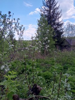 Земельный участок по адресу: Пермский край, Добрянский муниципальный округ, тер. СНТ Горный, д. 6…