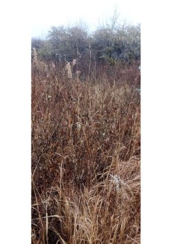 земельный участок