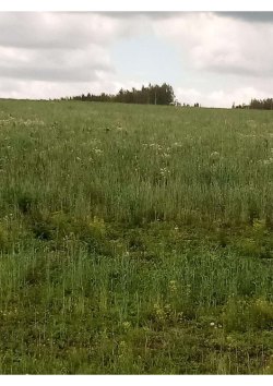 земельный участок