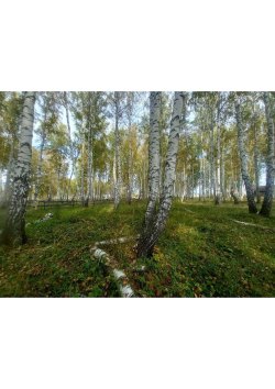 Земельный участок, площадь: 2 269 кв.м., адрес (местонахождение): Челябинская область, Сосновский…