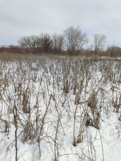 Земельный участок, общей площадью 1000 м2, кадастровый номер 61:01:0502801:2005, категории земель:…