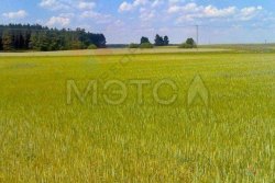 1/24 доля земельного участка в Саратовской обл. 