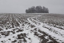 20/463 доля земельного участка в Новосибирской обл. 